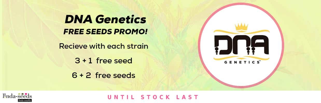 DNA GENETICS FREE SEEDS PROMOTION