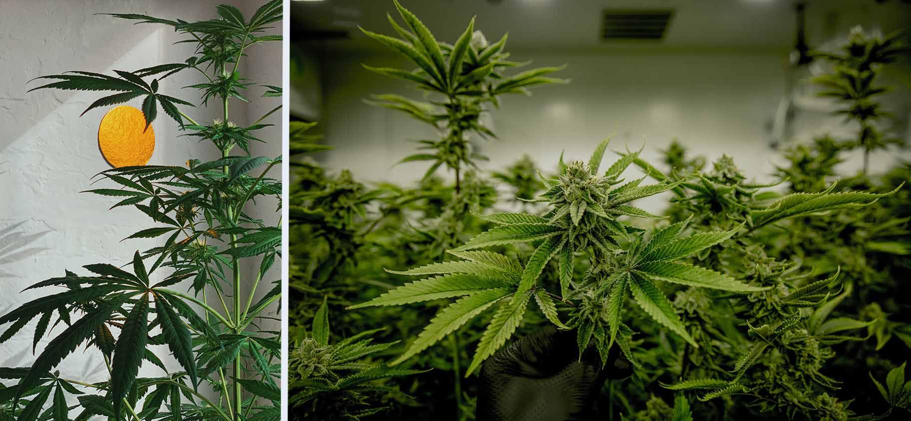 Grow indoor hemp for beginners - a quick guide